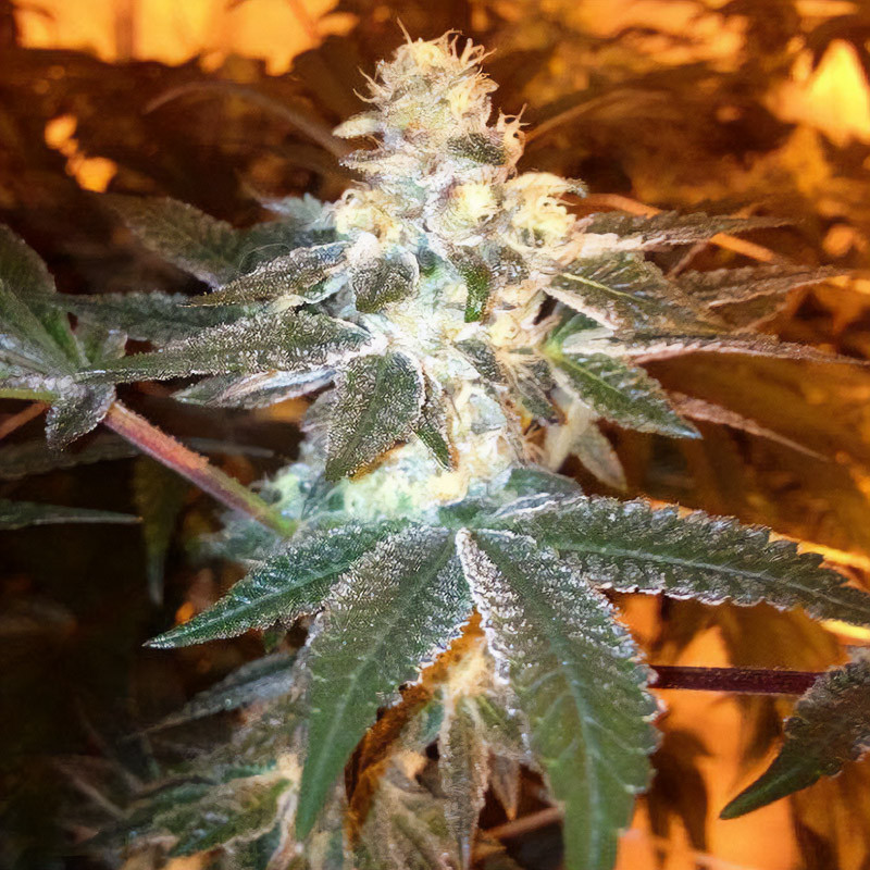 Girl Scout Cookies Semi Femminizzati, vista 3