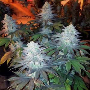 Girl Scout Cookies Semi Femminizzati cime resinose