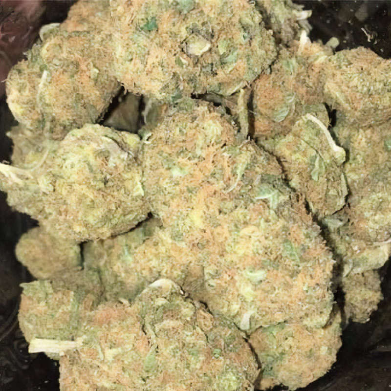 Girl Scout Cookies Semi Femminizzati, vista 4