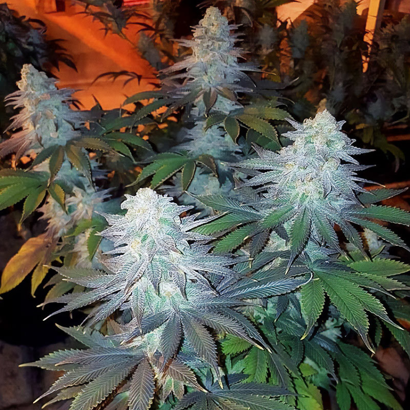 Girl Scout Cookies Semi Femminizzati cime resinose