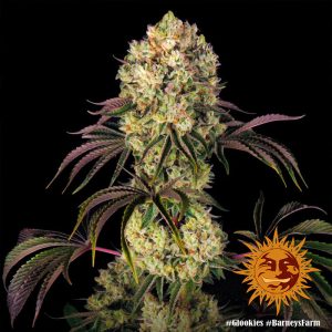 Glookies Barney's Farm Semi Femminizzati cime resinose