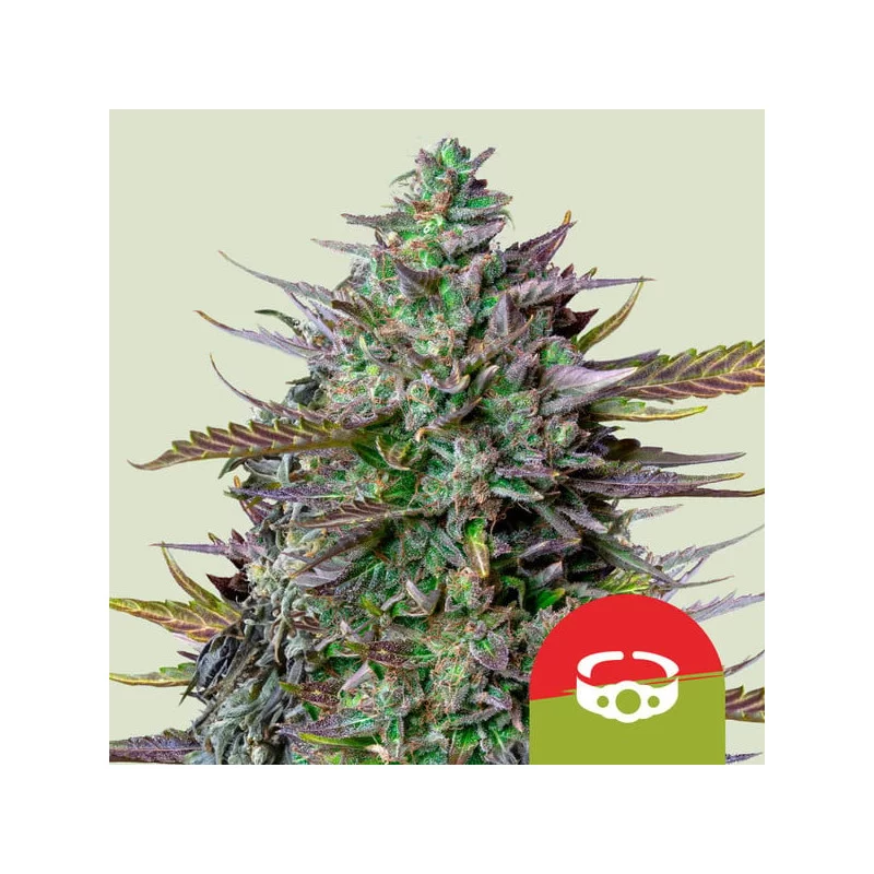 GOAT'lato Auto Royal Queen Seeds Semi Autofiorenti cime resinose