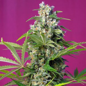 Gorilla Girl Sweet Seeds Semi Femminizzati cime resinose