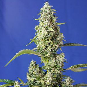 Gorilla Girl XL Auto Sweet Seeds Semi Autofiorenti cime resinose