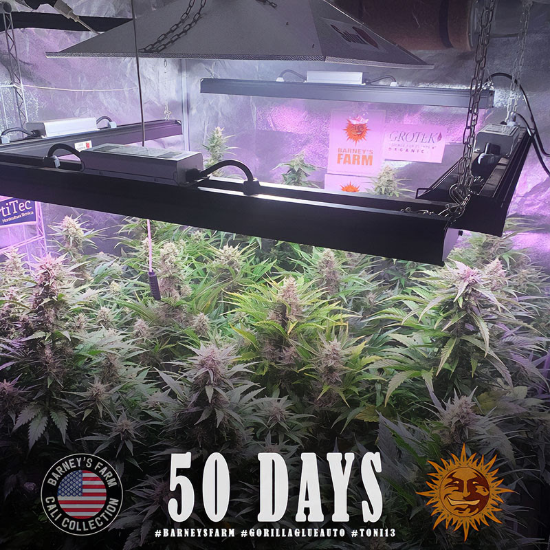 Gorilla Glue Auto - Barney's Farm - Semi Autofiorenti, vista 3