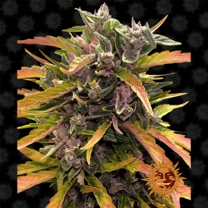 Gorilla Glue Auto Barney's Farm Semi Autofiorenti cime resinose