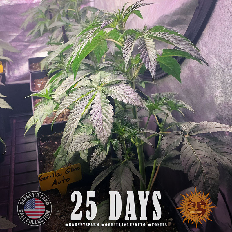 Gorilla Glue Auto - Barney's Farm - Semi Autofiorenti, vista 4