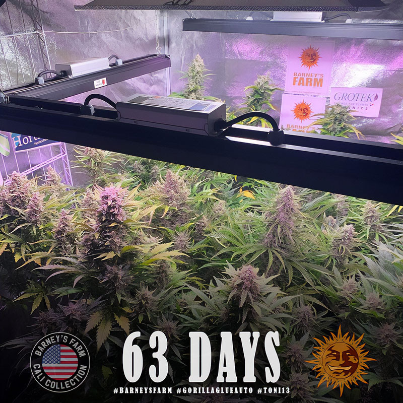 Gorilla Glue Auto - Barney's Farm - Semi Autofiorenti, vista 5