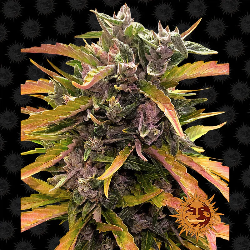 Gorilla Glue Auto Barney's Farm Semi Autofiorenti cime resinose