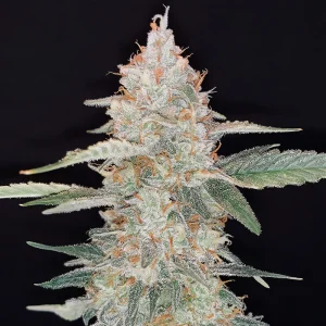 Gorilla Glue Auto FastBuds Semi Autofiorenti cime resinose