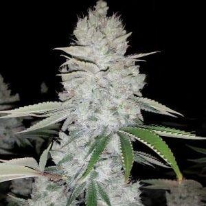 Gorilla Glue Semi Femminizzati cime resinose
