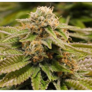 Gorilla Kush Semi Femminizzati cime resinose