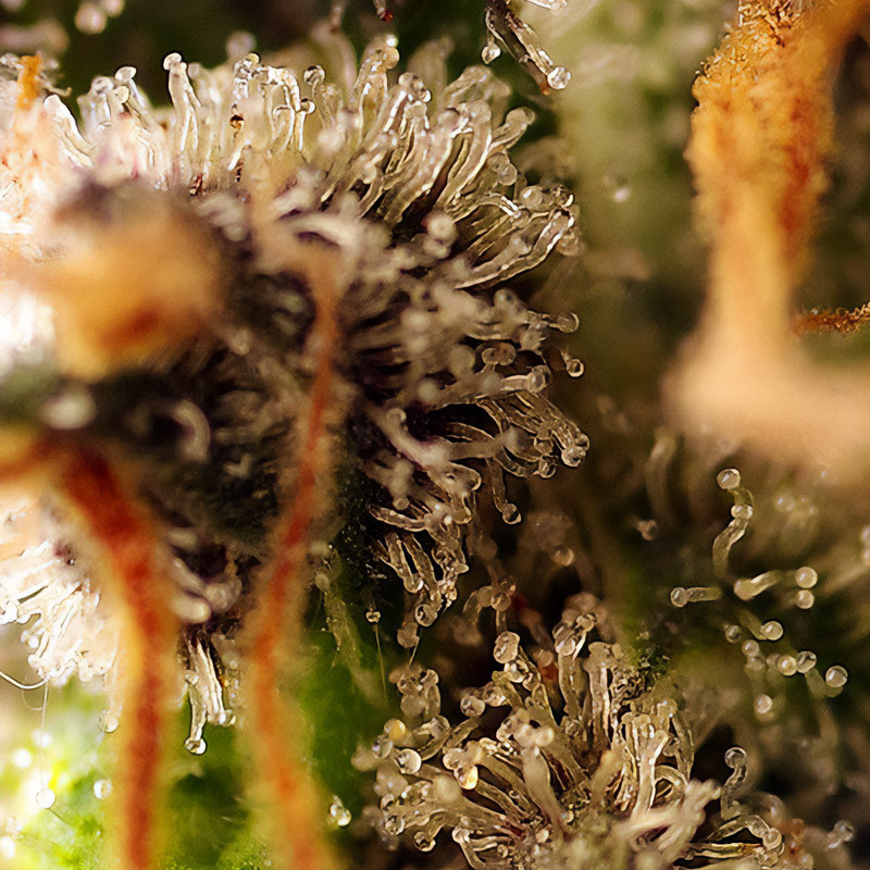 Gorilla Sherbet F1 Fast Version - Sweet Seeds - Semi Femminizzati, vista 3