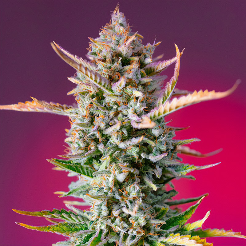 Gorilla Sherbet F1 Fast Version Sweet Seeds Semi Femminizzati cime resinose