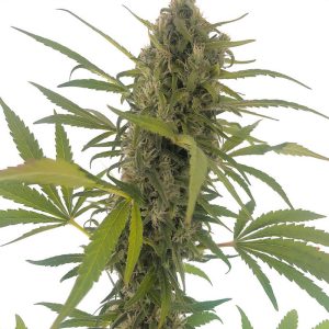 Gorilla Snow Ultra Elite Seeds Semi CBD cime resinose
