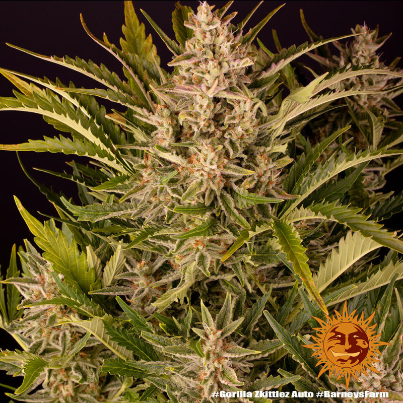 Gorilla Zkittlez Auto - Barney's Farm - Semi Autofiorenti, vista 2