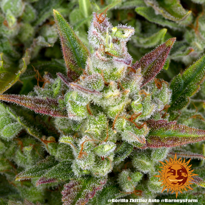 Gorilla Zkittlez Auto - Barney's Farm - Semi Autofiorenti, vista 3