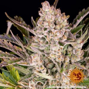 Gorilla Zkittlez Auto Barney's Farm Semi Autofiorenti cime resinose