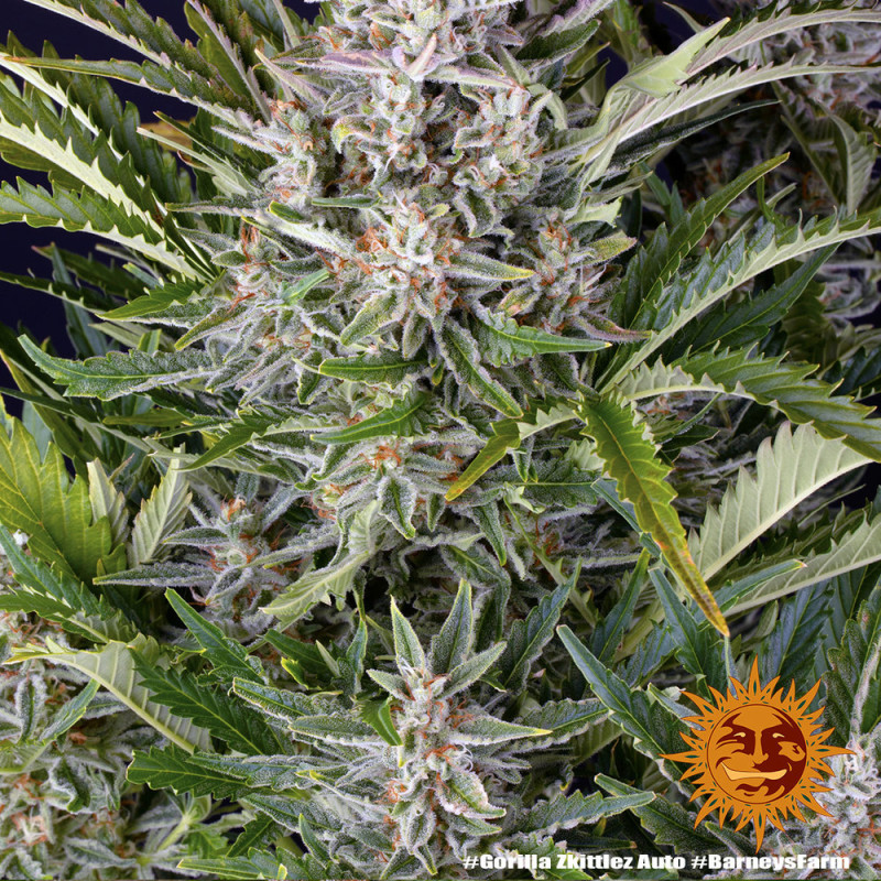Gorilla Zkittlez Auto - Barney's Farm - Semi Autofiorenti, vista 4