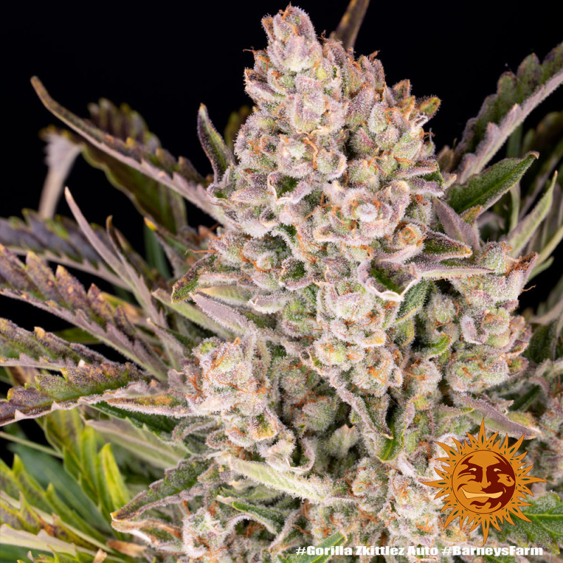 Gorilla Zkittlez Auto Barney's Farm Semi Autofiorenti cime resinose
