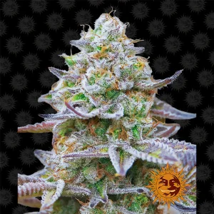 Gorilla Zkittlez Barney's Farm Semi Femminizzati cime resinose