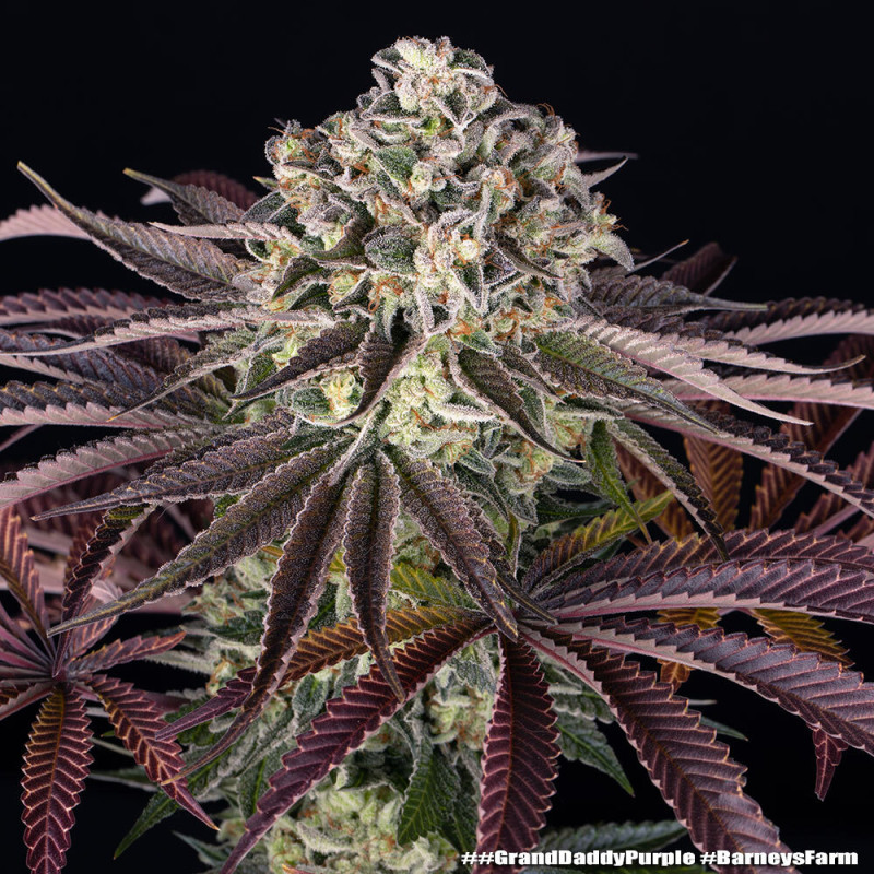 GrandDaddy Purple - Barney's Farm - Semi Femminizzati, vista 2