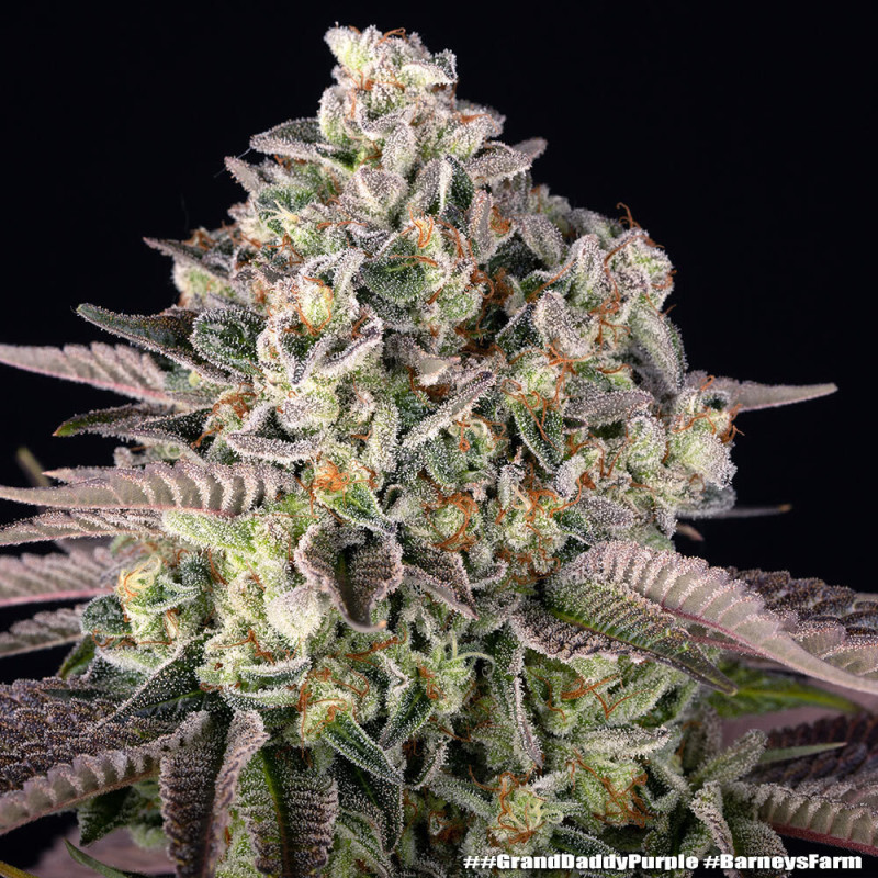GrandDaddy Purple - Barney's Farm - Semi Femminizzati, vista 3