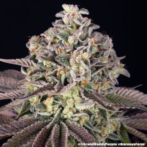 GrandDaddy Purple Barney's Farm Semi Femminizzati cime viola