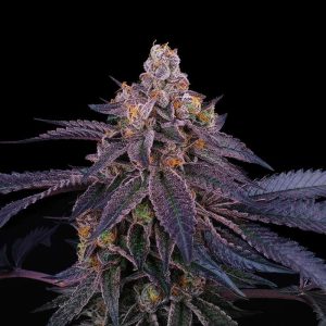 Granita Perfect Tree Semi Femminizzati cime resinose