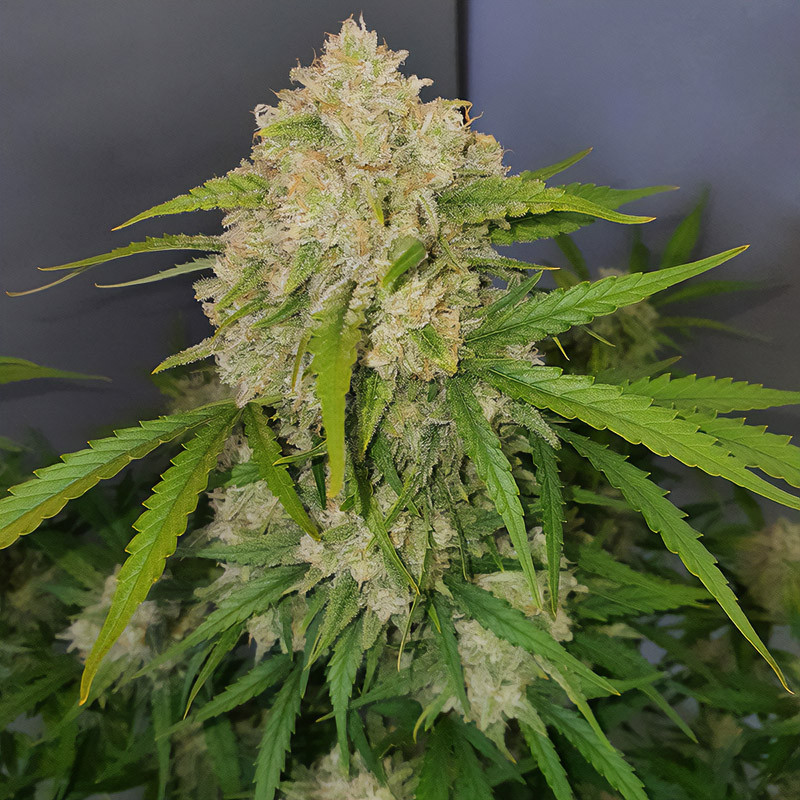Grapefruit Matic - FastBuds - Semi Autofiorenti, vista 2