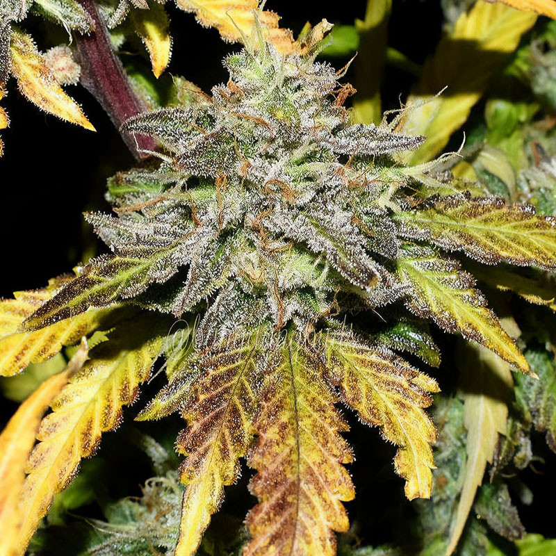 Grapefruit Matic - FastBuds - Semi Autofiorenti, vista 3