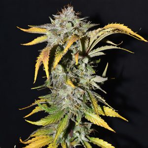 Grapefruit Matic FastBuds Semi Autofiorenti cime resinose