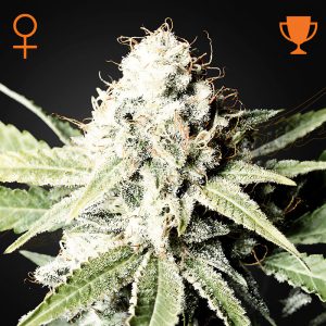 Great White Shark Green House Seeds Semi Femminizzati cime resinose bianche
