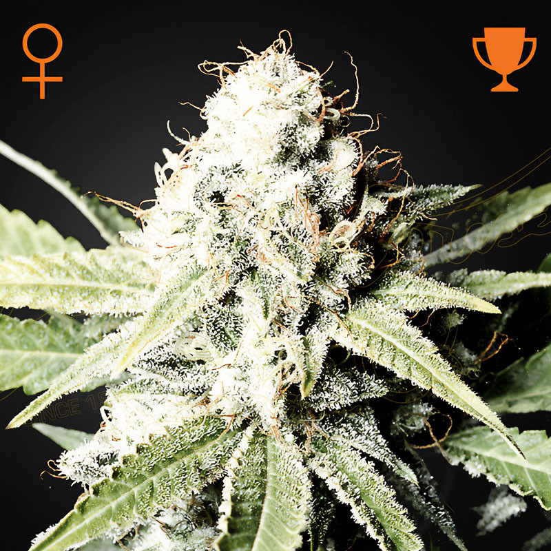 Great White Shark Green House Seeds Semi Femminizzati cime resinose bianche