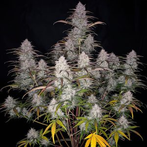 Green Crack Auto FastBuds Semi Autofiorenti cime resinose