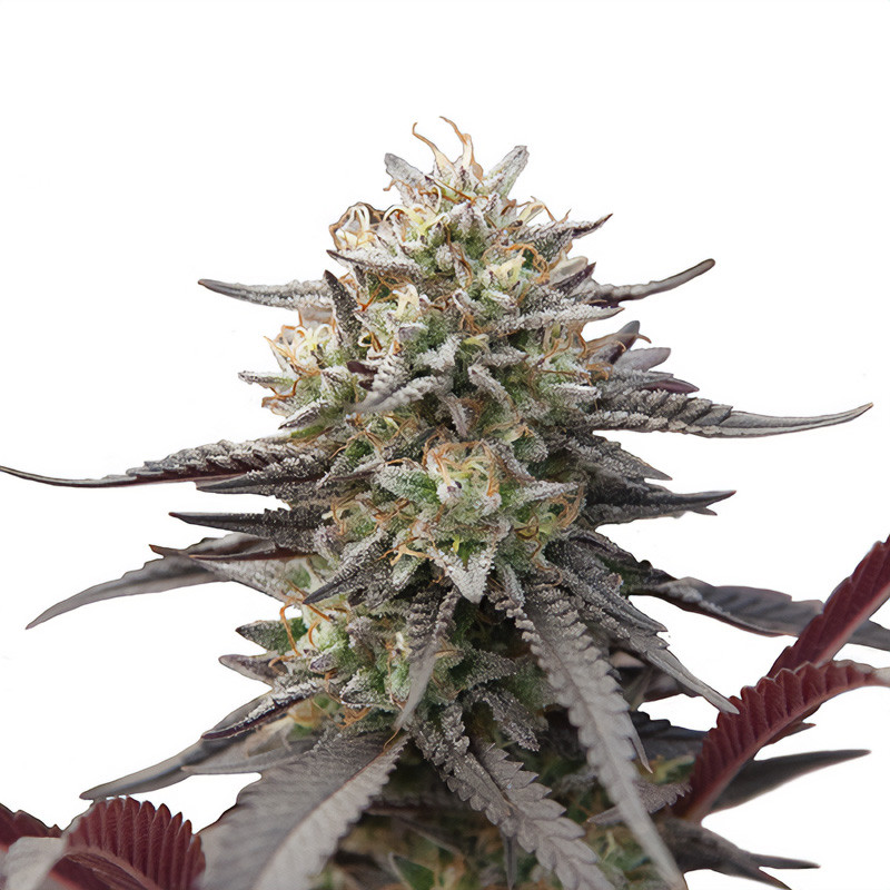 Green Crack Punch - Royal Queen Seeds - Semi Femminizzati, vista 3