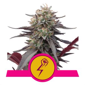 Green Crack Punch Royal Queen Seeds Semi Femminizzati cime resinose