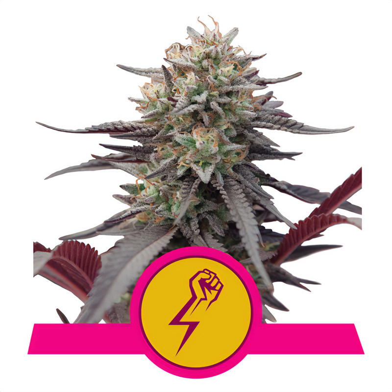 Green Crack Punch Royal Queen Seeds Semi Femminizzati cime resinose