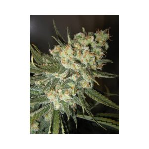 Green Crack Semi Femminizzati cime resinose