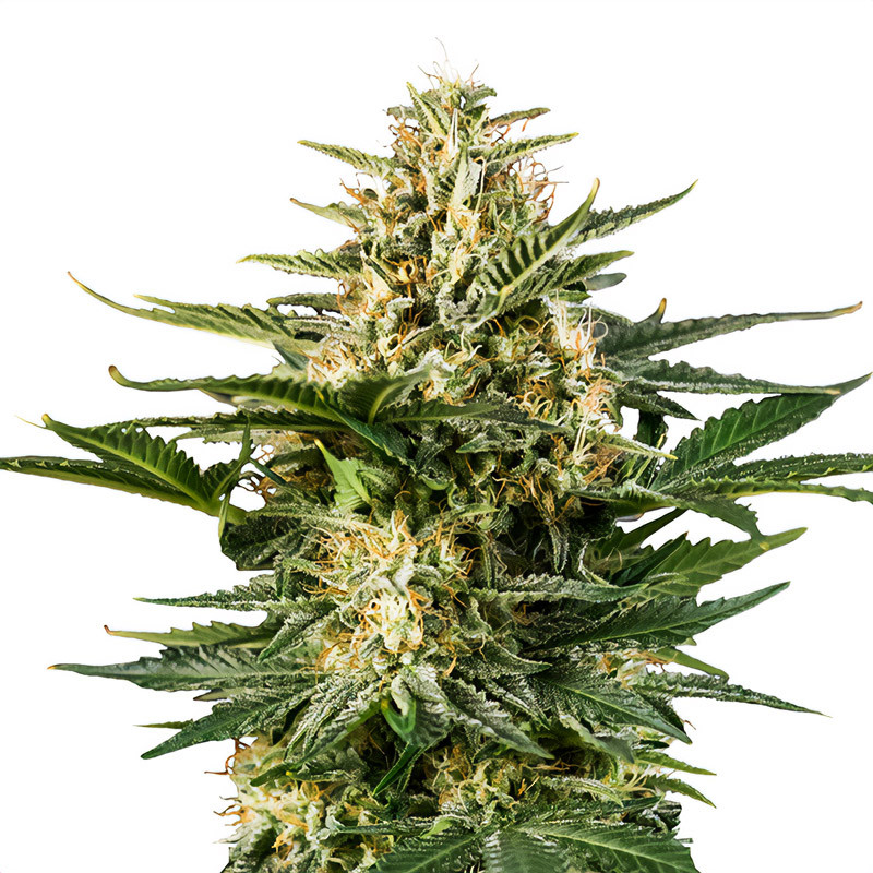 Green Gelato Auto - Royal Queen Seeds - Semi Autofiorenti, vista 3