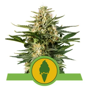 Green Gelato Auto Royal Queen Seeds Semi Autofiorenti cime resinose