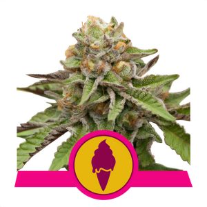 Green Gelato Royal Queen Seeds Semi Femminizzati cime resinose