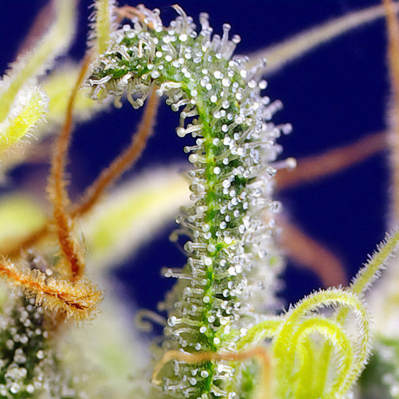 Green Poison CBD - Sweet Seeds - Semi CBD, vista 2