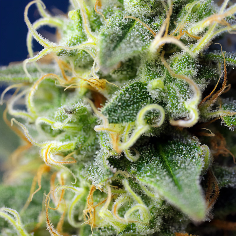 Green Poison CBD - Sweet Seeds - Semi CBD, vista 3