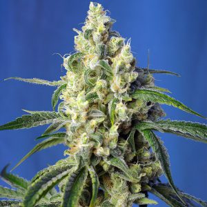 Green Poison CBD Sweet Seeds Semi CBD cime dense