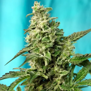 Green Poison Fast Version Sweet Seeds Semi Femminizzati cime dense