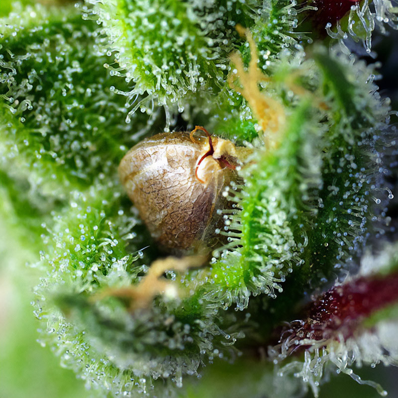 Green Poison - Sweet Seeds - Semi Femminizzati, vista 3