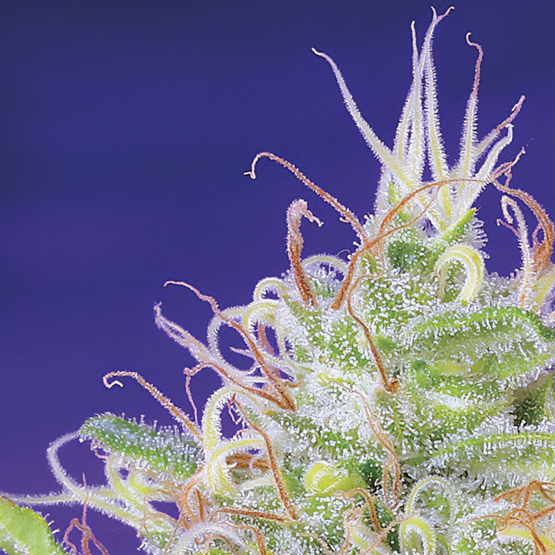 Green Poison - Sweet Seeds - Semi Femminizzati, vista 4