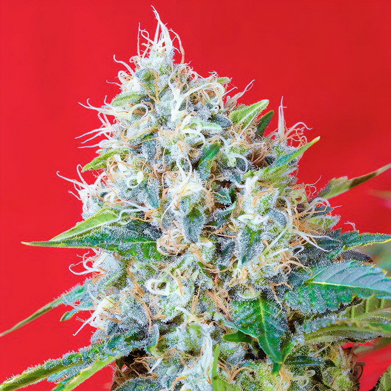 Green Poison Sweet Seeds Semi Femminizzati cime dense