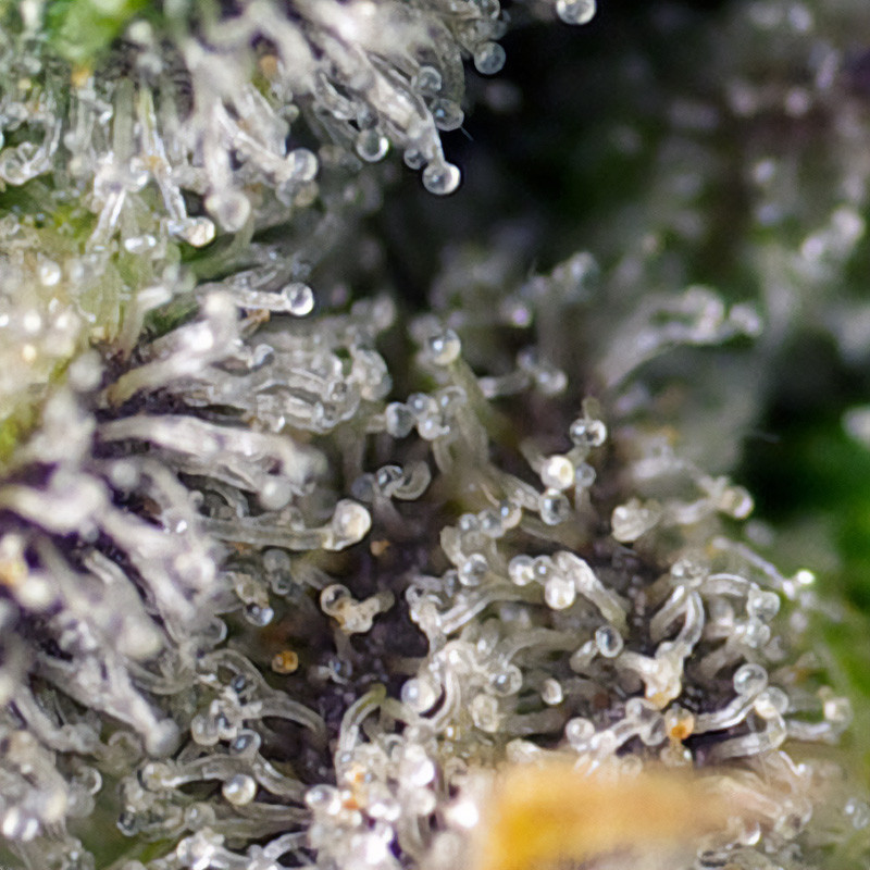 Green Poison XL Auto - Sweet Seeds - Semi Autofiorenti, vista 3